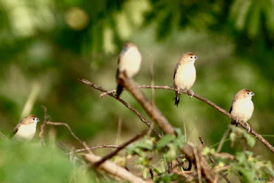 Indian Silverbill