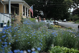 Edible Landscaping: replacing spent annual batchelor's Buttons