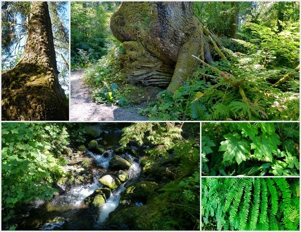 Olympic National Park, South Beach Campground