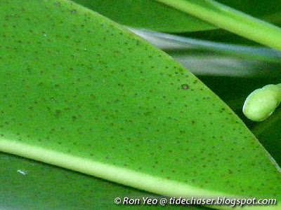 Bakau Pasir (Rhizophora stylosa)