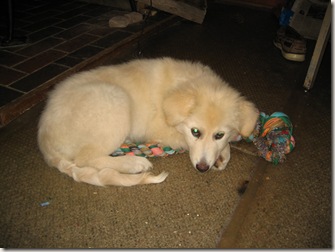 Ruby curled up with rope toy home_10-19-09 005