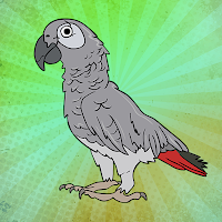 African Grey Parrot Escap…