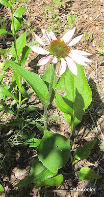 pale purple coneflower, Echinacea pallida