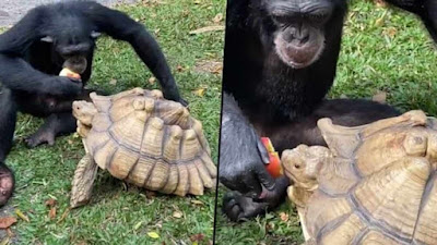 Chimpanzee sharing apple with turtle