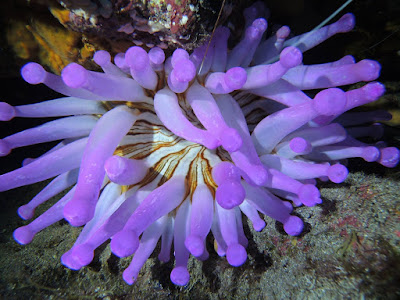 Photo of a giant anemone, violet, in El Cabron Gran Canaria