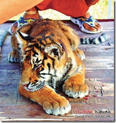 china-tiger02