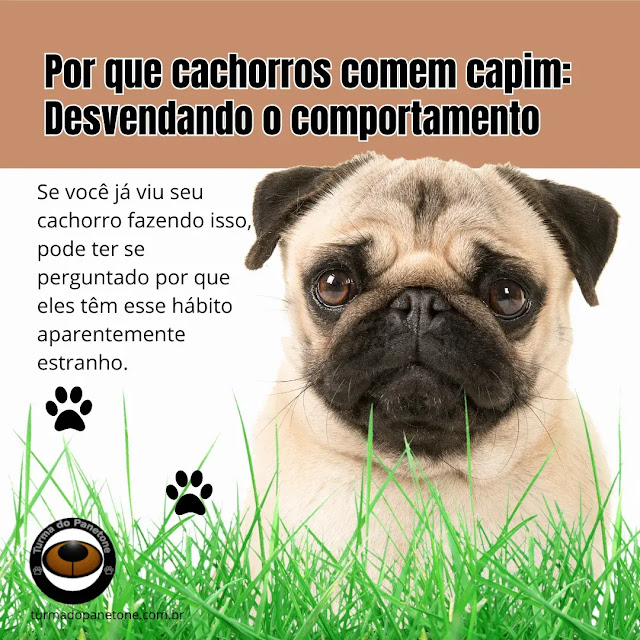 Por que cachorros comem capim: Desvendando o comportamento