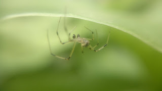 spider