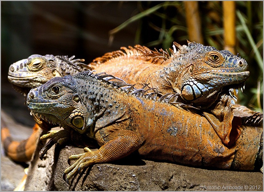 Lagarto 3