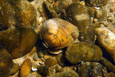 Clubshell mussel