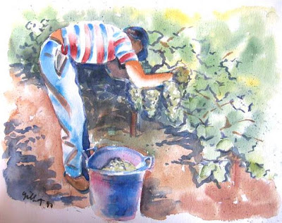 Napa Valley, Calilfornia grape picker