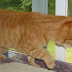 THIS KITTY WAS SAD WHEN AN UNUSUAL CAT STOPPED VISITING HER, THEN SHE WITNESSES AN UNBELIEVABLE SCENE AT THE WINDOW