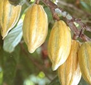 cocoa%20tree[1]