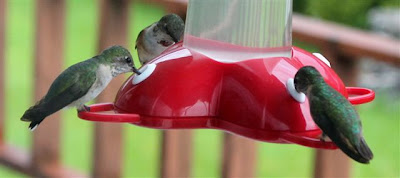 hummingbirds