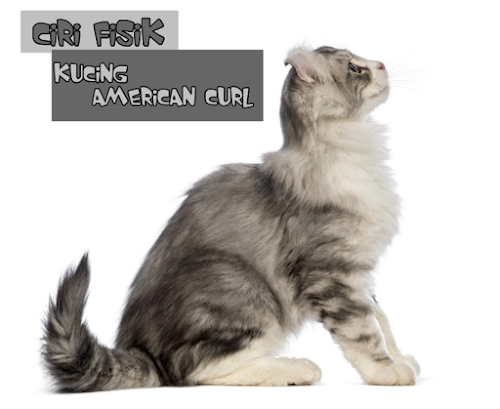 Ciri Kucing American Curl