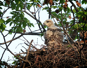 Tompkins Square red-tailed hawk nestling with downy wings