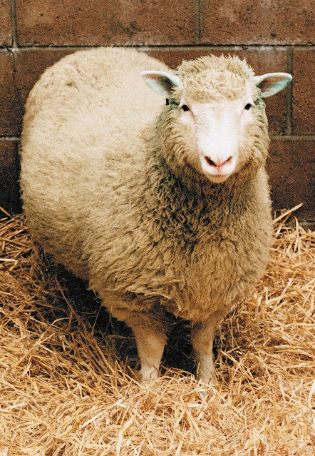 dolly the sheep ethics of cloning