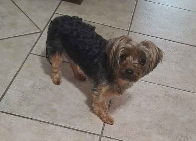 Female Yorkshire Terrier