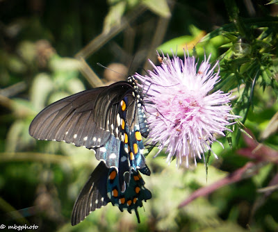 Two Butterflies on Flower