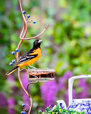Baltimore Oriole Bird Images