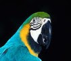 parrot avatar