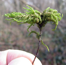 Fox-tail Feather-moss, Thamnobryum alopecurum. A dendroid Moss. 25 February 2012.