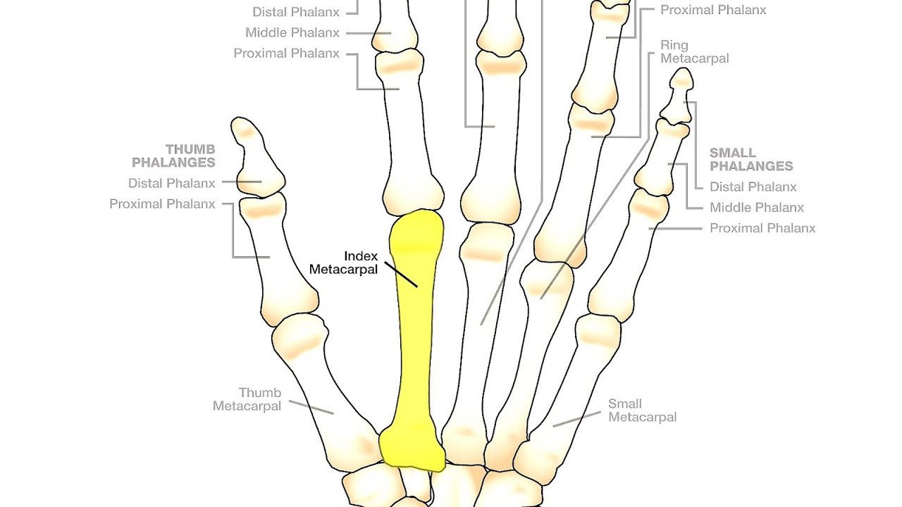 Hand - Index Finger Bones