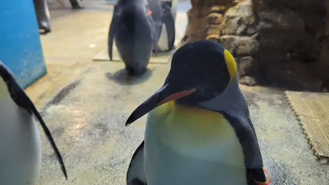 長崎ペンギン水族館へ行ってきましたのでご案内いたします！