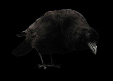 Crow
