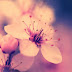 Sakura Soft Flower Wallpaper 605131