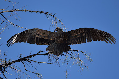 Turkey Vulture Great Trail British Columbia.