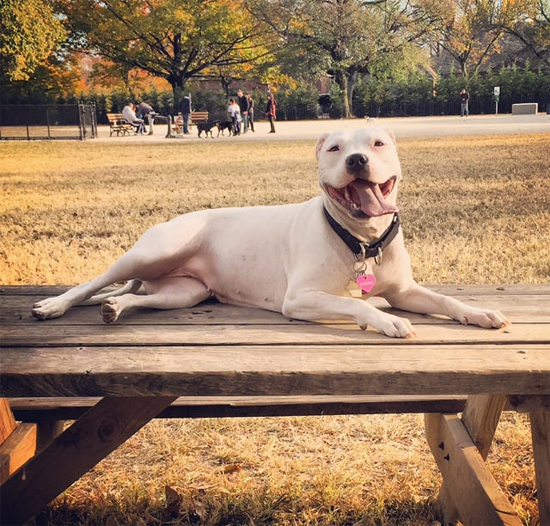 Dyker Beach Park Dog Run the best one dog park in Brooklyn