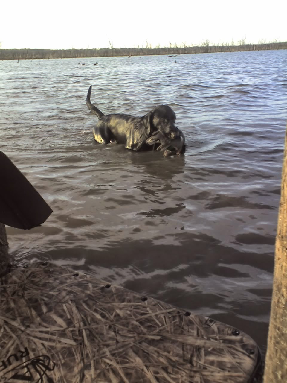 North texas Duck Hunts