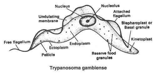 Protista Ciri Ciri dan Klasifikasi Protista Menyerupai 