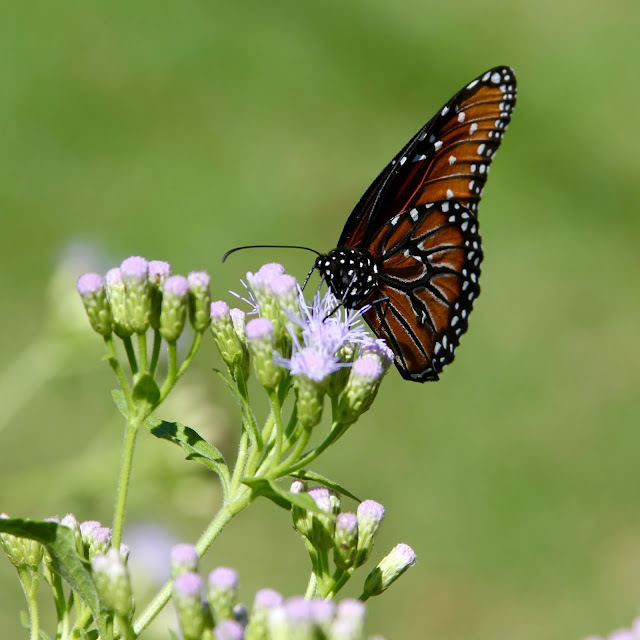 Queen Butterfly on Blue Mist Flower-Needville, Texas