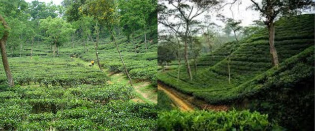 Malnichhara Tea Garden is one of the most beautiful tourist spot