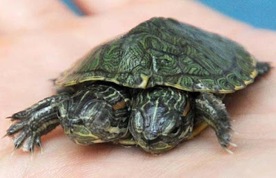 A Two-Headed Turtle That You Missed