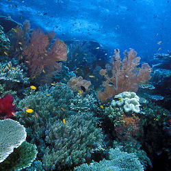 keindahan bawah laut indonesia