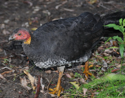 Australian Brush Turkey (Alectura lathami)