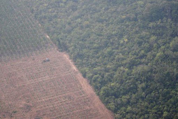 AS Akan Tindak Penjahat Lingkungan Perusak Hutan Amazon