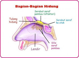 Soal Sistem Saraf Dan Alat Indera Pada Manusia