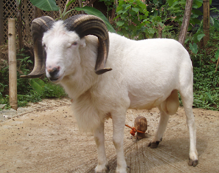 PELUANG USAHA TERNAK DOMBA GARUT