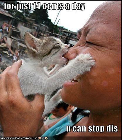 Funny Photos Cats on Funny Orkut Scraps Funny Cats Pics Cat Bites Jpg