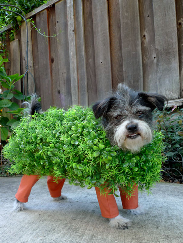 30 More Halloween Costumes Ideas For Dogs Pt 2 of 3