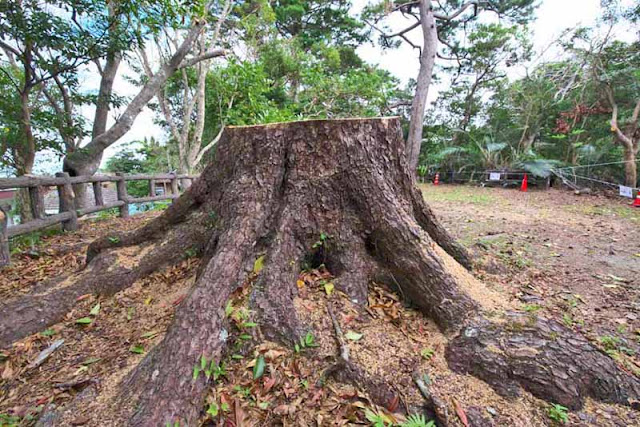 pine tree stump, forest, park