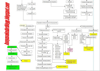 pathway bph