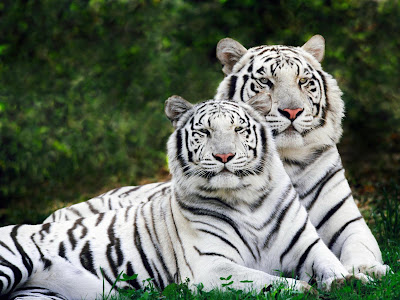 Pictures of White Tiger - White Tiger Pictures