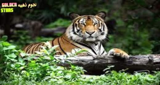 معلومات عن النمر البنغالي ثاني أكبر نمر في العالم