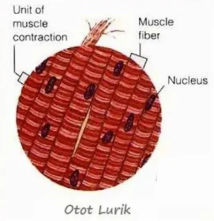 Jaringan Otot Lurik