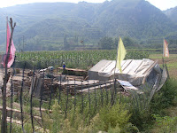 Workers in a Qingyang cornfield